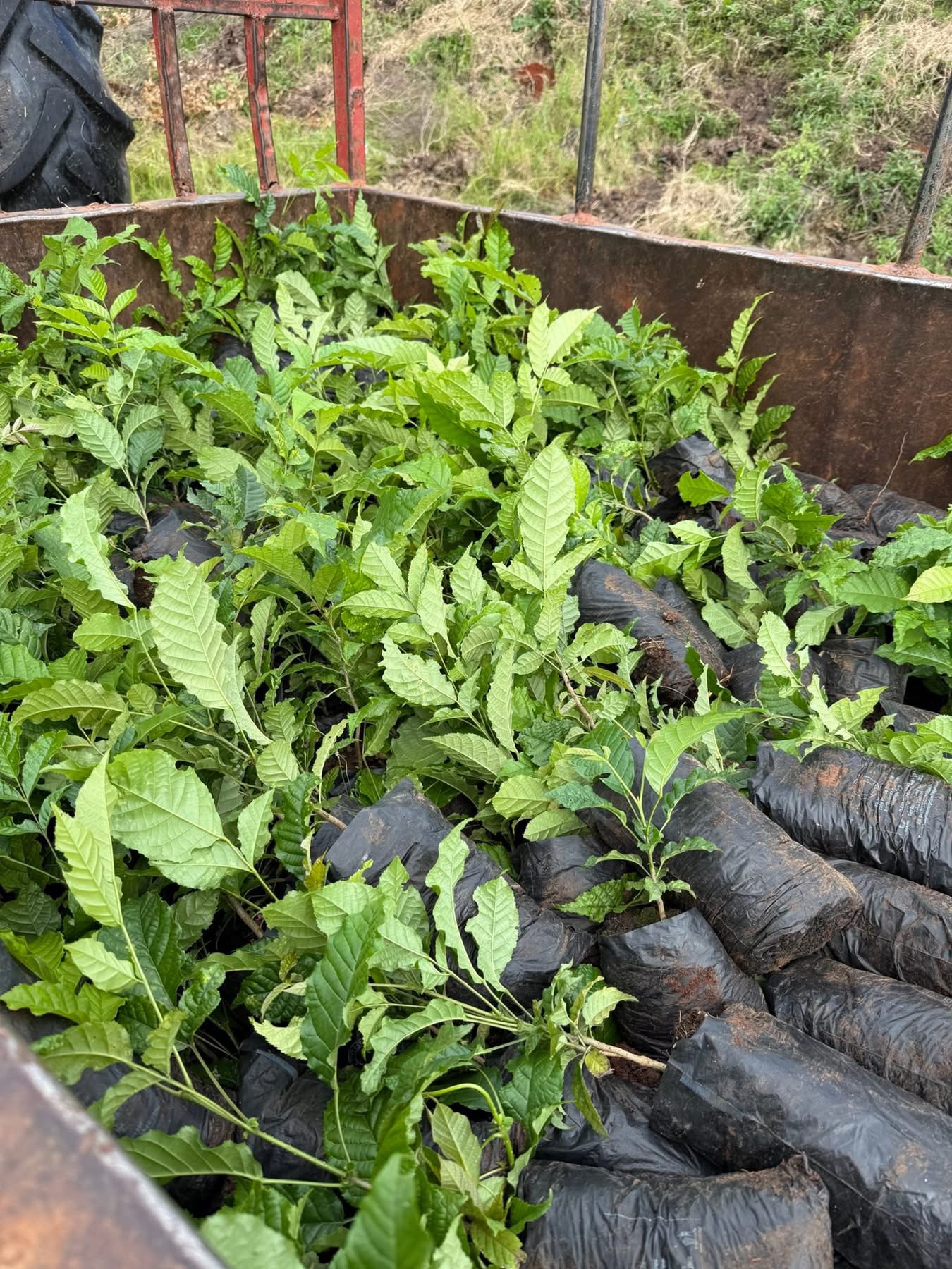 Tree planting activities